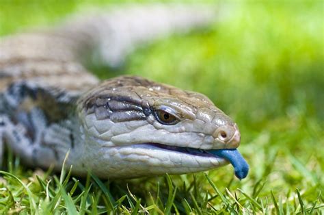 Blue Tongue Skink Care Guide And Price Petsoid
