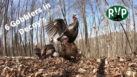 Turkey Hunting First Season Double Gobblers Youtube