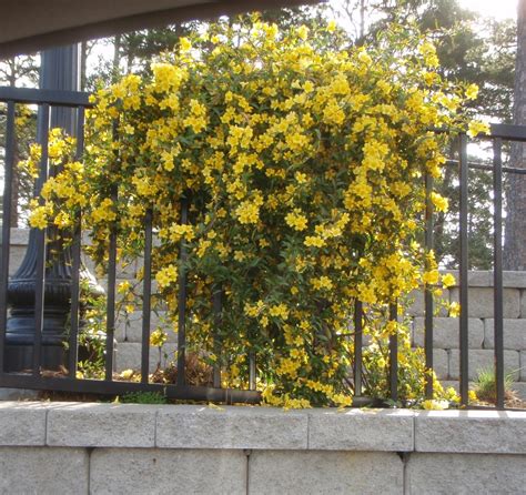 Yellow Jessamine Flower Sakura Tucson