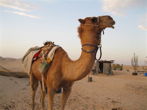 Camels can also 'spit' at people when people get too close or cosey with them. STG in the KSA: Camels and Vegas!