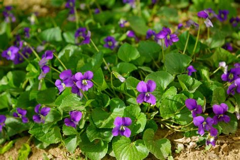 The nutrients in this fertilizer will help green up your lawn and bring it out of winter dormancy. Weed Man Lawn Care of the Twin Cities: From Outdoor to ...