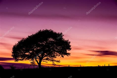 Oak Tree Silhouette Old Sunset Shadow Sky Clouds Eifel National Park
