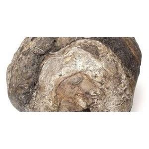 Ambergris comes in many colours, shapes and textures. Ambar Gris - Ser Bella