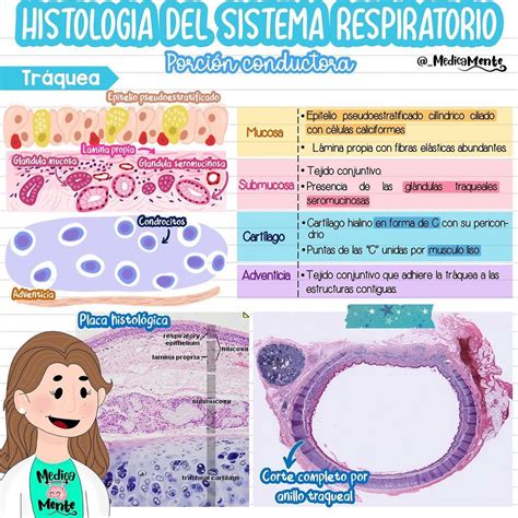 Aparato Respiratorio Histologia Ross Aparato Respiratorio Mucosa My