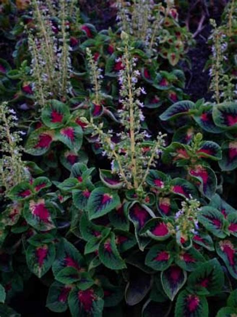 Container gardening with coleus is not difficult, but it requires a bit of preparation. Coleus blumei (Plectranthus scutellarioides) Guide | Our ...