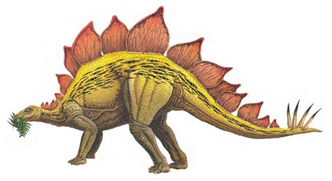 The herbivores lived during the late cretaceous. Stegosaurus: The giant herbivore with a deadly tail | How ...