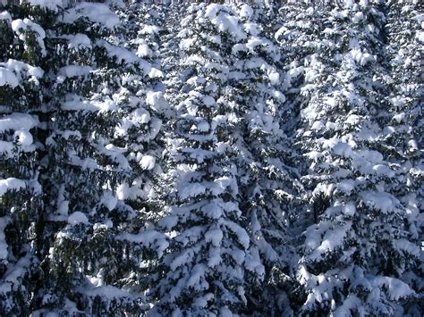 Free Stock Photo Of Trees Covered With Snow Photoeverywhere