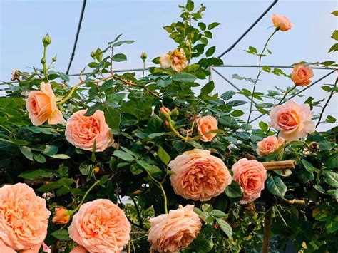 Hoa Hồng Abraham Darby Rose Màu Cam Mơ Dễ Chăm Sóc