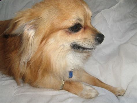 He is not fixed and would make very pretty pups with the right girl. long haired male chihuahua | Eastleigh, Hampshire | Pets4Homes