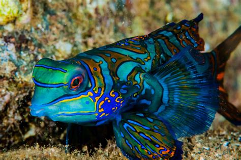 12 Elusively Blue Animals The Rarest Critters Of All