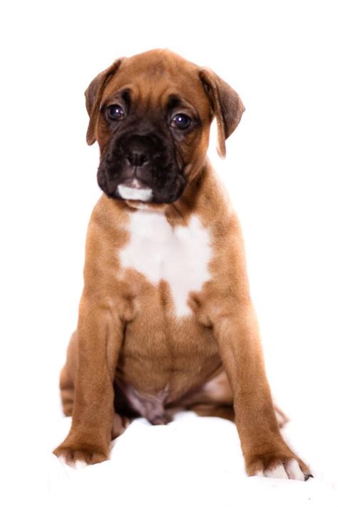 No teacup puppies or dogs of this breed for sale or they don't exist. Boxer Puppies For Sale | Clearwater, FL #99217 | Petzlover