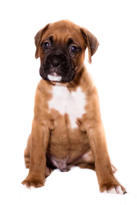 Today, although they are a part of the akc's working group, boxers mostly find homes as loving family companions. Boxer Puppies For Sale | Clearwater, FL #99217 | Petzlover