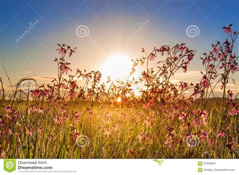 Summer Rural Landscape With A Meadow And Blossoming Flowers Stock Photo
