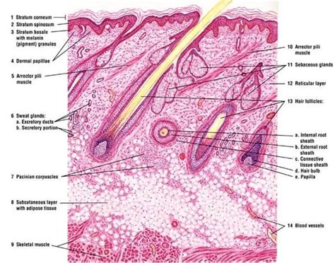 Skin has two main layers. Image result for skin hair follicle histology | Skin ...