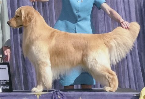 Collection by bayley newby • last updated 5 days ago. 15 Best Golden Retriever Haircuts for Dog Lovers | Page 3 ...