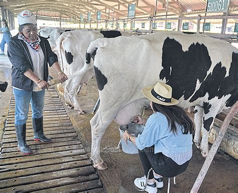 dairy farming fest in saraburi