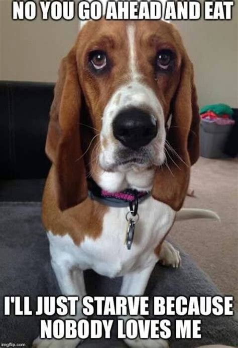 Pin By Kathy Mickey On Random Other Board Basset Hound Funny Basset
