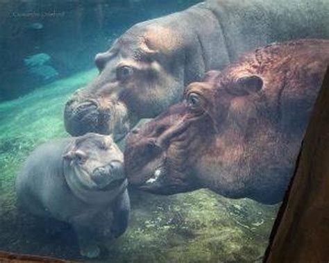 Baby Fiona The Hippo Cincinnati Zoo Pictures Cbs News