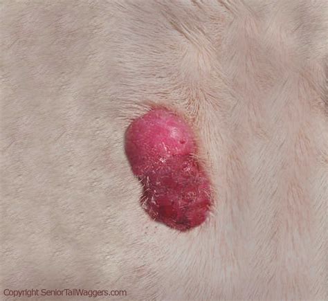 What Does Histiocytoma Look Like On Dogs
