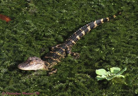 Juvenile Florida alligator at Sawgrass Lake Park | Sawgrass … | Flickr