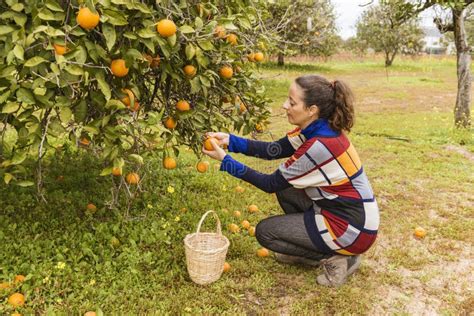 Woman Picking Oranges Stock Photo Image Of Agriculture 210565996