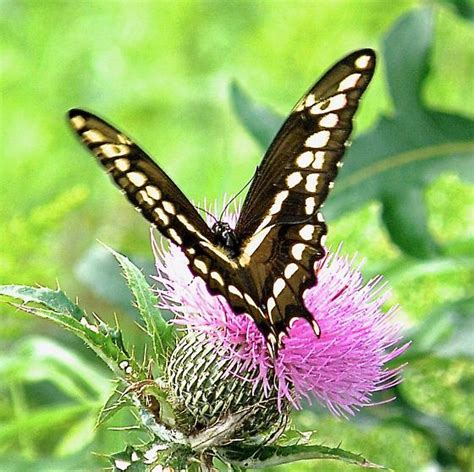 Eastern Giant Swallowtail Papilio Cresphontes BugGuide Net