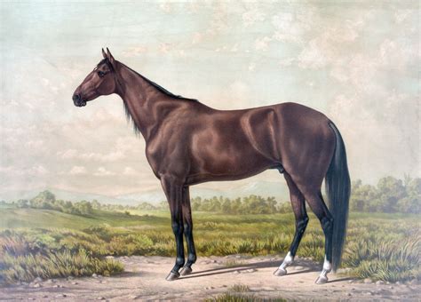 Horse Portrait Painting Free Stock Photo Public Domain Pictures