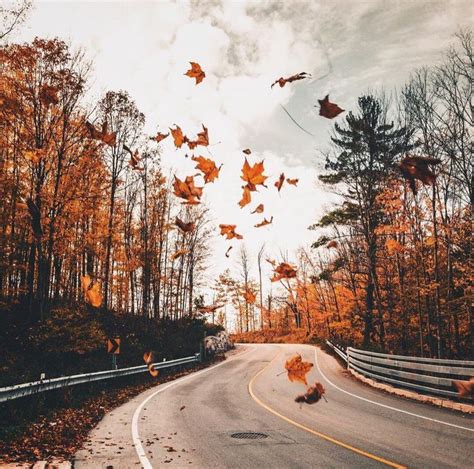 Road Yellow Leaves Fly Autumn Highway Forest Autumn Scenes Fall