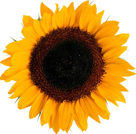 Sunflower Png Sunflower Png White Sunflowers Sunflower Illustration