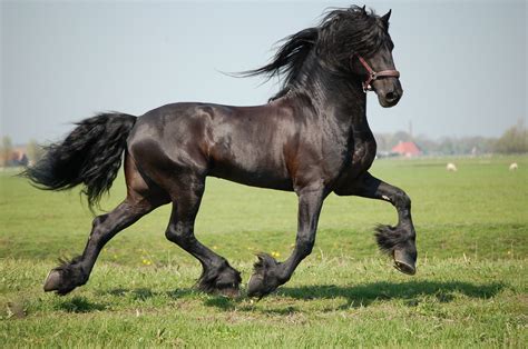 Im No Horse Lover But Was Struck By The Beauty Of This Friesian Horse