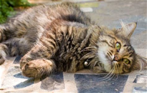 If you're cat's whiskers suddenly start falling out, it's natural to feel alarmed. What causes cats to fall over repeatedly? | Healthy Cats ...