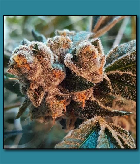 Daily spent over 40 years of experience as a tax attorney, helping individuals and small business owners make smart tax decisions and stay out of trouble with the irs. White Cookies (by Relentless Genetics) :: SeedFinder ...