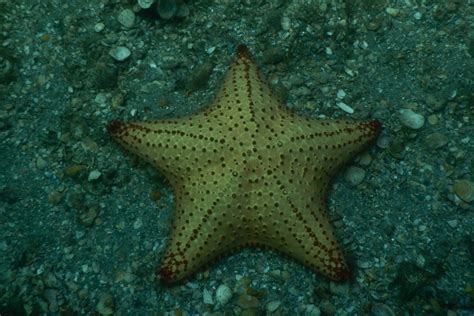 The Cushion Sea Star Whats That Fish