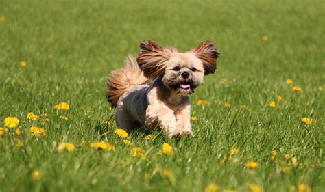 The female doesn't actually eat the male, in fact, there are only a few spiders which. Dog news: Should I watch out for grass seeds when walking ...