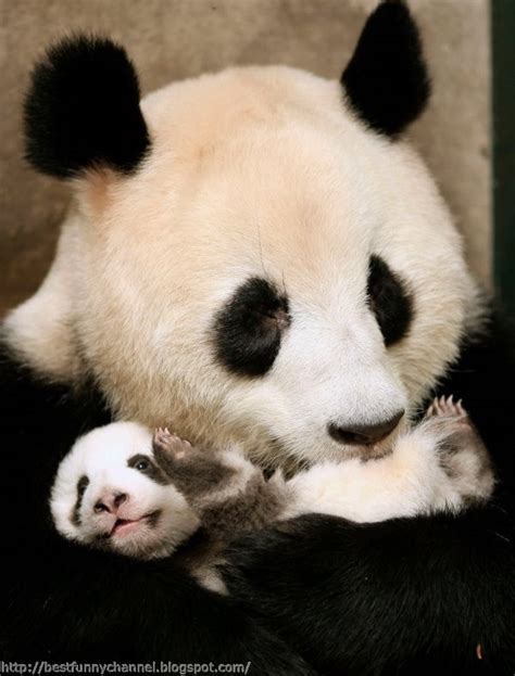 Cute And Funny Pictures Of Animals 66 Pandas 5