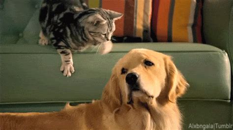 Golden Retriever Cat  Find And Share On Giphy