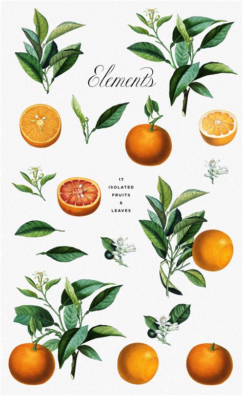 Vintage Orange Citrus Collection Botanical Botanical Prints