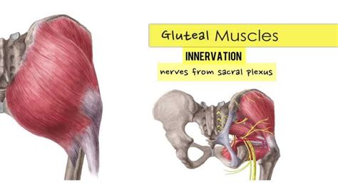 Now that you watched the video. Muscle Anatomy Hip Hip Joint Anatomy Bone And Spine - Human Anatomy Diagram | Hip muscles ...