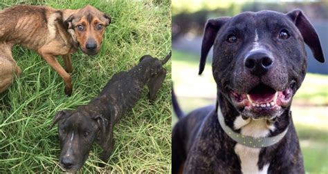 Dog Left Emaciated And Dehydrated By Cruel Nsw Owner Needs A New