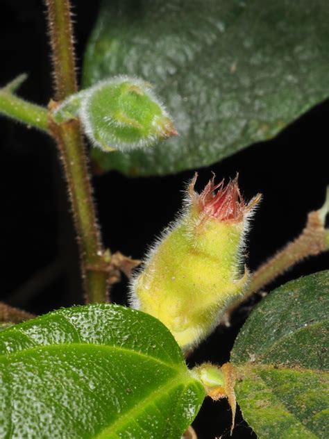 Ficus Coronata Spin Plants Of The World Online Kew Science