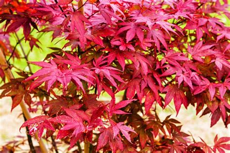 10 Different Types Of Japanese Maple Garden Lovers Club