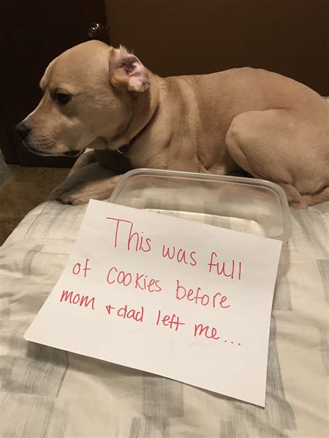 Dog Shaming