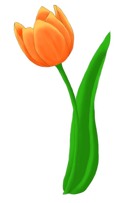 Tulip Bouquet Example Image Clipart Full Size Clipart 2400677