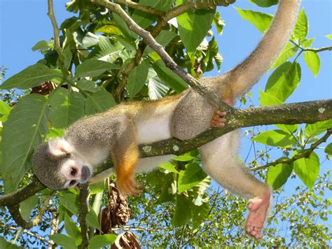 Squirrel Monkey Saimiri Sciureus Andreas Kay Flickr
