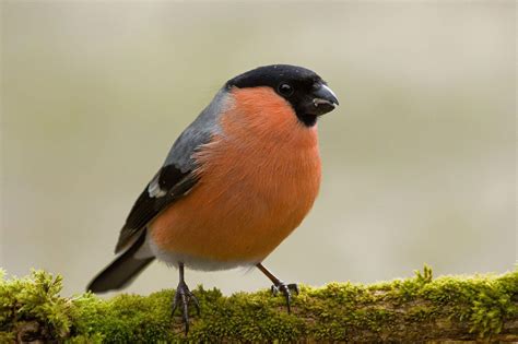 Vogel im garten richtig bestimmen steckbriefe und stimmen der 30 haufigsten vogel in ihrem garten. Vögel Im Garten Bestimmen Schön Gimpel Oder Auch Dompfaff ...