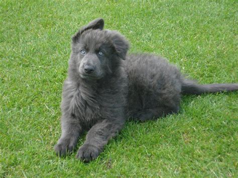 Ever Hear Of A Blue German Shepherd Breeder Puppy Breed Dogs