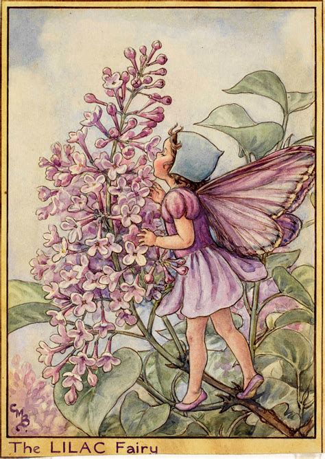 Flower Fairy Postcard Young Fairy With Lavender Chicory Flowers