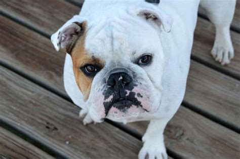 10 Interesting Facts About English Bulldogs Lucy Pet