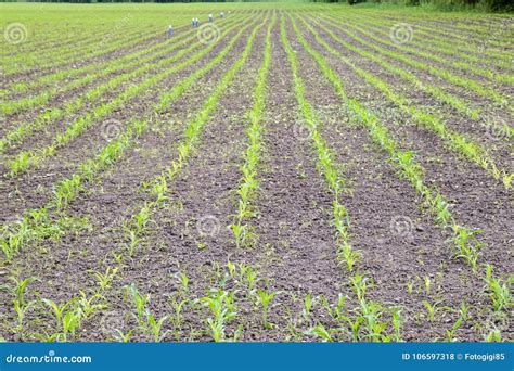 Cornfield Small Corn Sprouts Field Landscape Loose Soil And Stalks