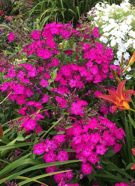 Using Phlox Volcano To Add Colour To Your Garden Front Yard Flowers
